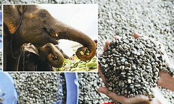 The principle of the formation of black ivory coffee also known as ivory dung coffee beans and the preparation of ivory dung coffee in Asia