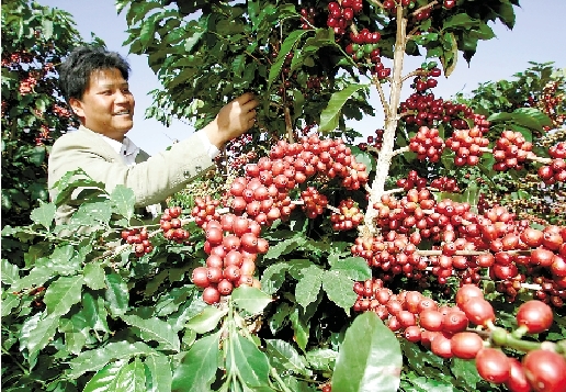 The flavor of African Ethiopian sun-dried Yega coffee beans