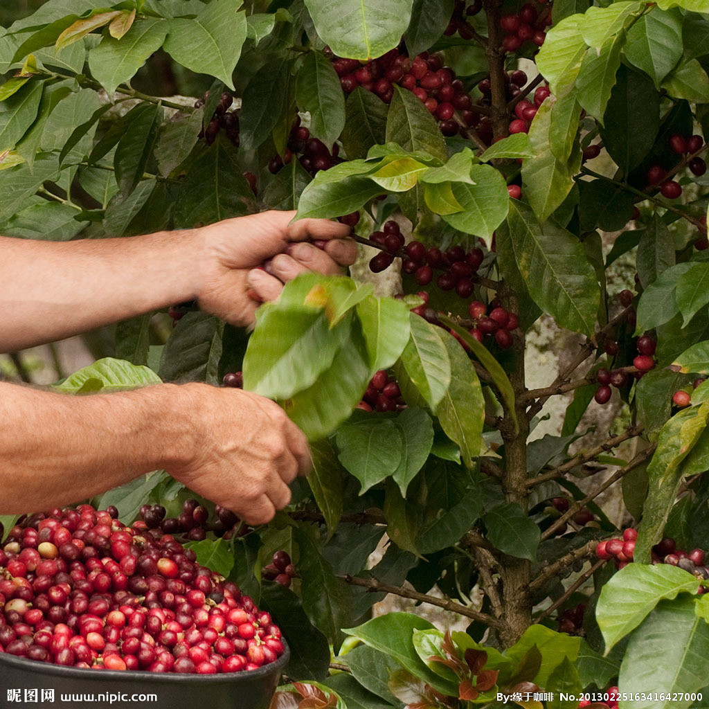 How do coffee beans grow? what conditions do you need to grow coffee trees?