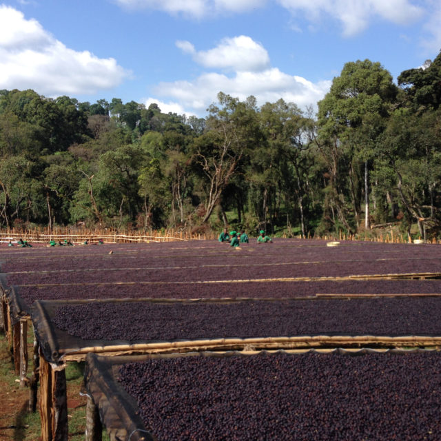 Guatemala Flower God | La Minita Manor in Antigua production area has rich flower and fruit aromas.