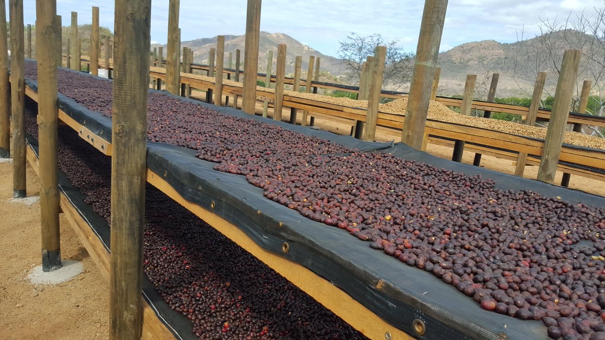 Costa Rican Monsherry Red Honey Coffee treatment Coffee beans characteristic Story