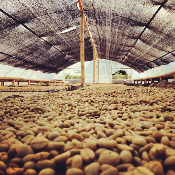 West Java Elkini | the story of West Java coffee, the flavor and taste of West Java coffee beans