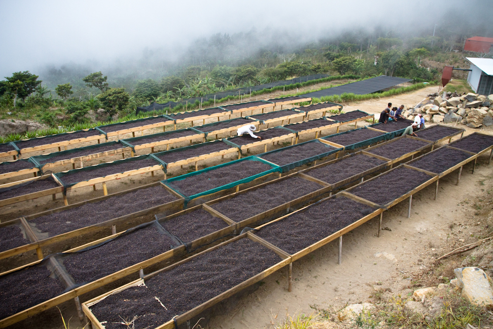 Costa Rican Red Wine Solar | Aguirette three Brothers processing Plant, unique Red Wine Sun treatment