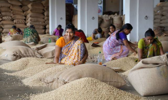 Indian Monsoon Coffee Malabar| Unique monsoon treatment, origin of wind-stained malaba