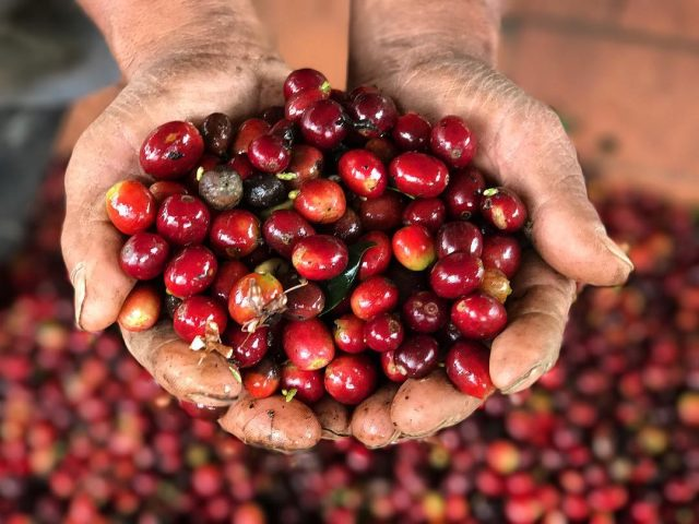 Burundian Coffee | list of farms winning the COE Excellence Cup in Burundi in 2018