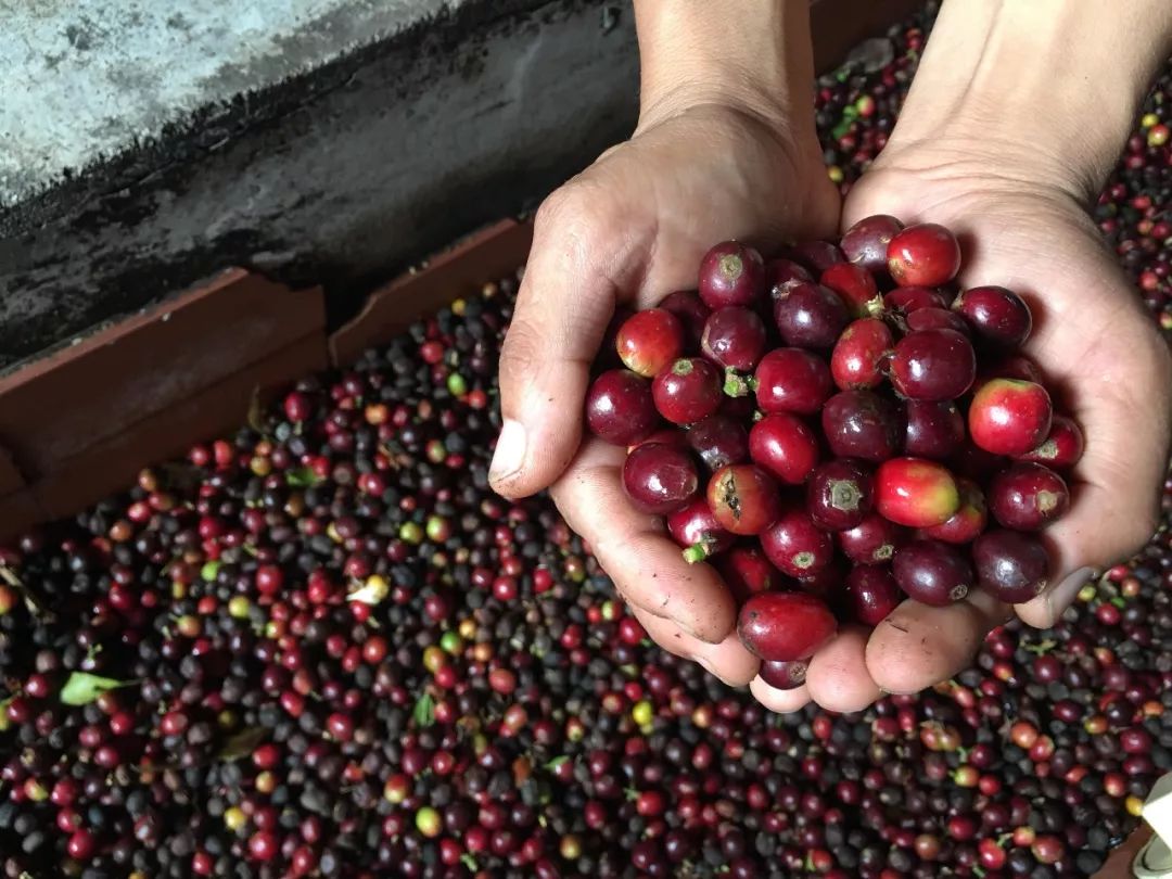 Introduction of Wush Wush Ethiopian Coffee Flavor to Colombian Coffee Variety Origin Plan