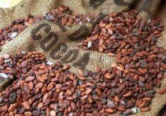 Introduction to the knowledge of cocoa beans