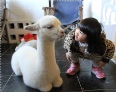 Lovely Alpaca Cafe in Taipei