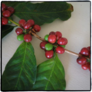 Introduction to Hawaiian boutique coffee