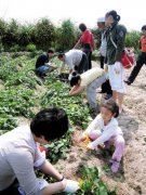 Fashion and nature recommend Chengmai coffee + sweet potato tour