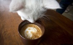 Cat-themed coffee shop opens kitten 