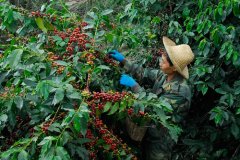 Chinese Academy of Tropical Agricultural Sciences sets up Coffee Innovation Center in Yunnan