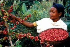 The Coffee War in Kenya