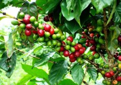 Cold-resistant single plant found in Yunnan coffee-- there is a new hope for cold-resistant breeding