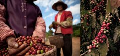 Coffee production in China