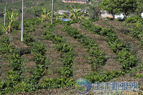 村民在茶地里套种咖啡树，茶和咖啡在这里相遇了