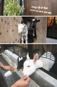 Goats have become the new favorite of cafes again.