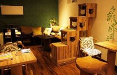 The first choice of leisure cat lovers in Beijing 4 cat coffee