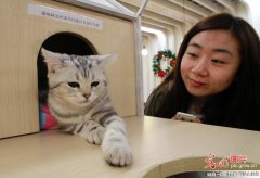 Cat themed Cafe unveiled in Nanjing