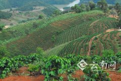 Coffee cultivation in Lincang City has become the second largest coffee producing area in Yunnan.