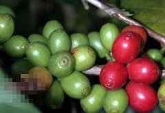 Planting and cultivation of Coffee