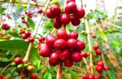 Coffee producing area in Mexico