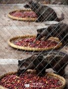 Chinese civet coffee