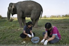 Coffee like shit replaces Kopi Luwak as the world's most expensive coffee bean. It's pure hype. Don't be superstitious.