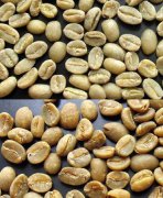 Grading of raw coffee beans