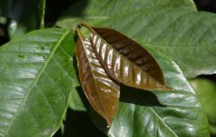 SCAA Old Coffee Variety Introduction