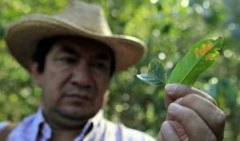 Coffee leaf rust strikes-Central American coffee producers suffer heavy losses