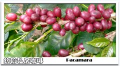 Pacamara Pacamara Coffee varieties