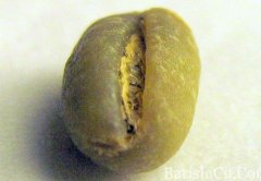 Jamaica Blue Mountain Garden Beans Mavis bank Peaberry