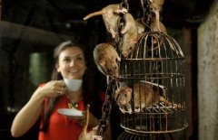 There is a mouse cafe in London. 18 mice accompany you to have coffee.