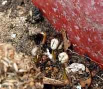 The growth process of coffee trees (photo group)