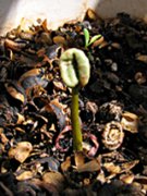 Sowing process of coffee seedlings (group of pictures)