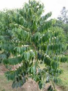 Real picture of the process from coffee tree to harvest