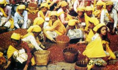 Post-harvest processing of coffee beans