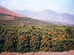 Yunnan Lujiang Coffee Farm