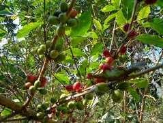 Accidentally break into the coffee forest of Lujiang