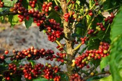 Planting and picking of Coffee trees