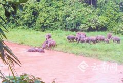 21 Asian wild elephants enter Zhongtian Manor in Simaoman, Yunnan