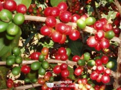 Coffee trees, coffee flowers, coffee fruits