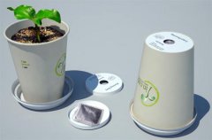 It is recommended to plant flowers in a coffee cup.