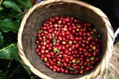 Boutique single coffee beans Oceania Papua coffee beans