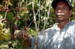 East Timor coffee natural organic coffee beans