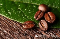 Coffee Dictionary-- explanation of Coffee Industry terms