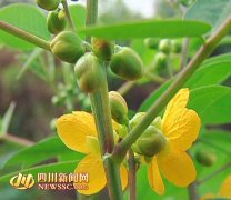 Introduction of Herbal Coffee in Qifeng Town of Lu County Opens a New Channel for Farmers 'Income Increase