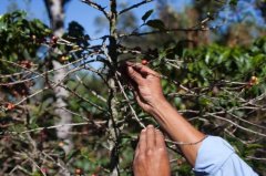 The US government has funded research on how to eliminate the deadly fungus of coffee beans.