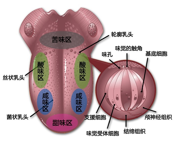 味觉图！